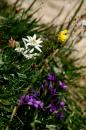 nature alpine 012 * 2912 x 4368 * (4.42MB)